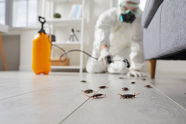 Commercial Rodent Management in Corcoran